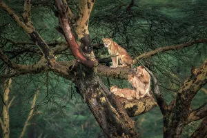 Rift Valley Prints: Lion family on a tree in Lake Nakuru National Park, kenya