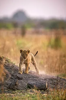Images Dated 1st December 2022: Lion, Hwange National Park, Zimbabwe