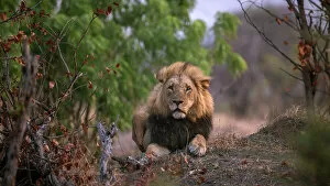 Images Dated 1st December 2022: Lion, Hwange National Park, Zimbabwe