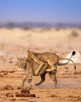 Playing Prints: Lion, Kalahari Desert, Botswana