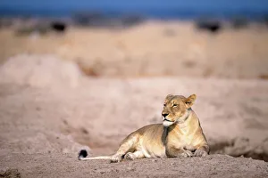Lion, Kalahari Desert, Botswana