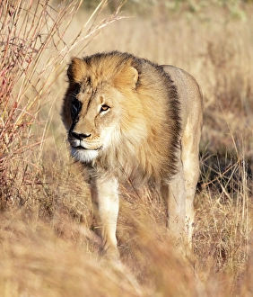 Kunene Region Prints: Lion male, Okonjima Nature Reserve, Namibia