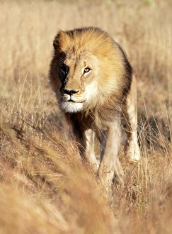 Namibia Prints: Lion male, Okonjima Nature Reserve, Namibia