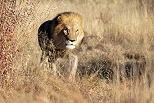 Kunene Region Prints: Lion male, Okonjima Nature Reserve, Namibia