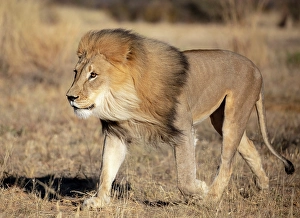 Lions Prints: Lion male, Okonjima Nature Reserve, Namibia