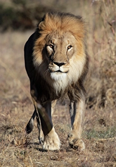 Lions Prints: Lion male, Okonjima Nature Reserve, Namibia