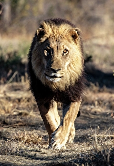Lions Prints: Lion male, Okonjima Nature Reserve, Namibia