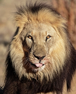Namibia Prints: Lion male, Okonjima Nature Reserve, Namibia