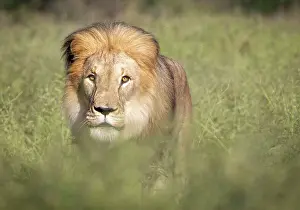 Namibian Prints: Lion male, Okonjima Nature Reserve, Namibia