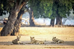 Images Dated 1st December 2022: Lion, Mana Pools National Park, Zimbabwe
