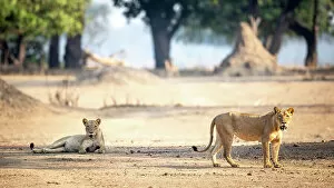 Images Dated 1st December 2022: Lion, Mana Pools National Park, Zimbabwe