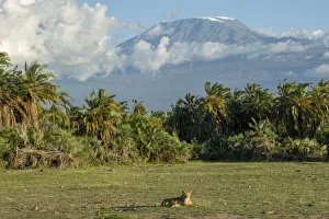 Images Dated 11th July 2017: Lion and Mount Kilimanjaro, Amboseli, Kenya