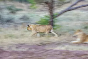 Wild Animal Gallery: Lion moving through open grasslands, the Serengeti, Serengeti National Park, Tanzania