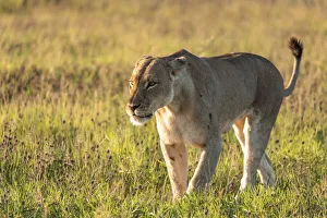 Big Five Prints: Lion, Nxai Pan Naitonal Park, Botswana