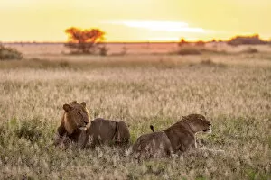 Images Dated 11th April 2022: Lion, Nxai Pan Naitonal Park, Botswana