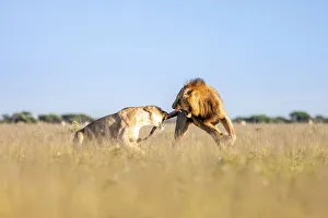 Lion, Nxai Pan Naitonal Park, Botswana