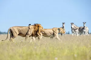 Images Dated 11th April 2022: Lion, Nxai Pan Naitonal Park, Botswana