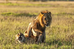 Images Dated 11th April 2022: Lion, Nxai Pan National Park, Botswana