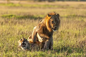 Big Five Prints: Lion, Nxai Pan National Park, Botswana
