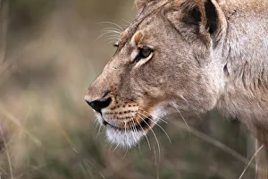 Big Five Prints: Lion, Okavango Delta, Botswana