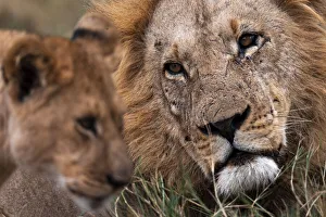 Lion, Okavango Delta, Botswana