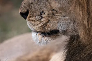 Lion, Okavango Delta, Botswana