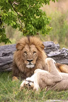 Lion, Okavango Delta, Botswana