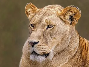 Cats Prints: Lion (Panthera leo) - captive bred, Ontario, Canada