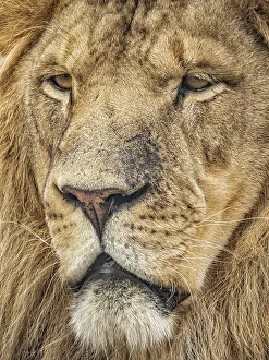 Cats Prints: Lion (Panthera leo) - captive bred, Ontario, Canada