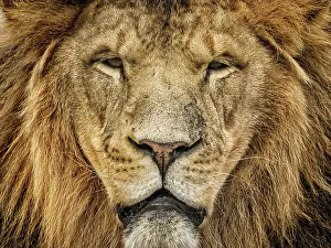 Cats Prints: Lion (Panthera leo) - captive bred, Ontario, Canada