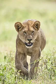 Lion (Panthera leo) cub walking through the grassland of the Serengeti National Park