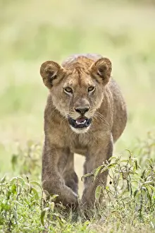 Vertical Prints: Lion (Panthera leo) cub walking through the grassland of the Serengeti National Park