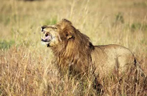 Equator Collection: Lion (Panthera leo), Kidepo national park, Uganda, East Africa