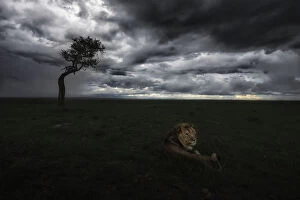 Masai Mara Game Reserve Collection: Lion (panthera leo) in the msai mara national reserve, kenya