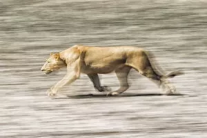 Images Dated 4th January 2021: Lion (Pathera leo), Edge of Chobe River, Botswana, Africa