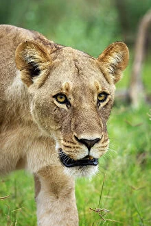 Images Dated 13th April 2023: Lion Portrait, Okavango Delta, Botswana