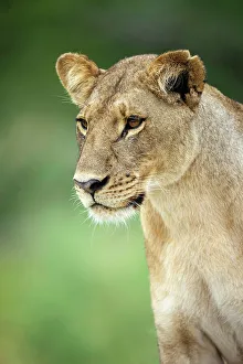 Images Dated 13th April 2023: Lion Portrait, Okavango Delta, Botswana