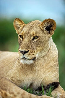 Images Dated 13th April 2023: Lion Portrait, Okavango Delta, Botswana