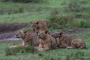Pride Prints: Lion pride in Lake Nakuru National Park, Kenya