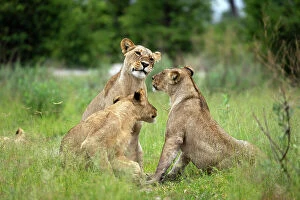 Images Dated 13th April 2023: Lion Pride, Okavango Delta, Botswana