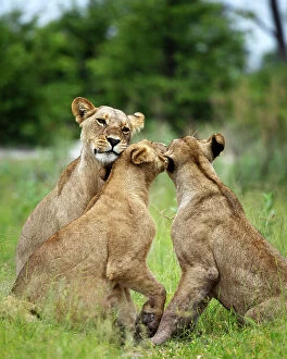 Images Dated 13th April 2023: Lion Pride, Okavango Delta, Botswana