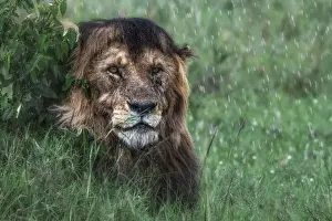 Rainy Prints: Lion in the rain (panthera leo) in the msai mara national reserve, kenya