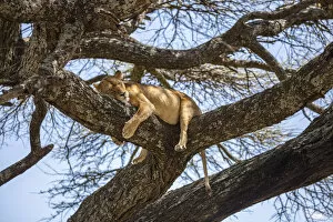 Images Dated 11th November 2020: Lion resting in an Acacia tree, the Serengeti, Serengeti National Park, Tanzania
