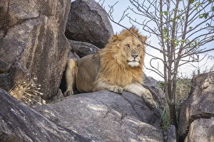 Lion resting on a kopje, the Serengeti, Serengeti National Park, Tanzania