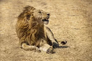 Lion resting on open grasslands, Ngorongoro Crater, the Serengeti