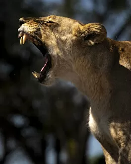 Images Dated 17th June 2020: Lion yawn, Okavango Delta, Botswana
