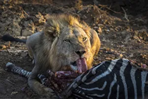 Lower Zambezi National Park Gallery: Lion with zebra kill, Lower Zambezi National Park, Zambia