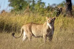 Okavango Prints: A lioness on alert, Okavango Delta, Botswana