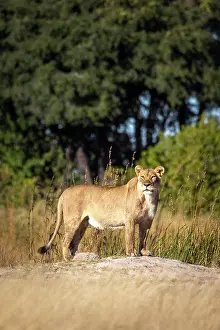 Okavango Prints: A lioness on alert, Okavango Delta, Botswana