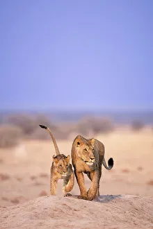 Lioness and cub, Kalahari Desert, Botswana